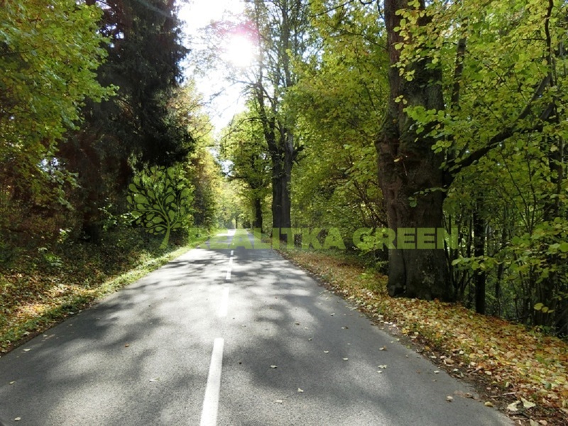 Lesní pozemek k.ú. Boleradice, okr. Břeclav, CP 4345 m2